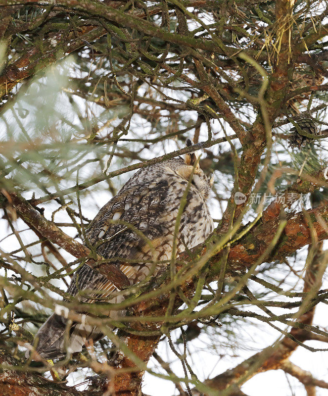 冬季长耳猫头鹰(Asio otus)